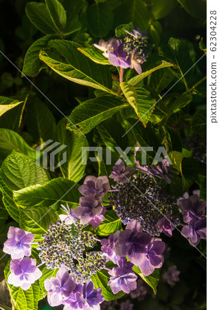 [Hydrangea Odawara Castle light up] 62304228