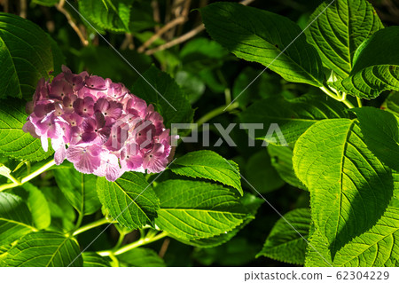 [Hydrangea Odawara Castle light up] 62304229