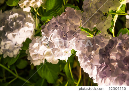 [Hydrangea Odawara Castle light up] 62304230