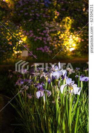 [虹膜/小田原城/點亮] 62304231