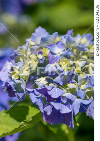 [Hydrangea Odawara Castle] 62304238