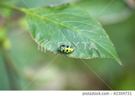 Miyako kinki bug 62304731