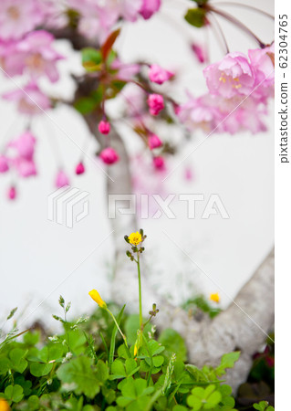 Haitang flower 62304765