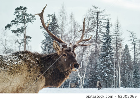 Maral male in a winter forest glade amid his herd 62305069