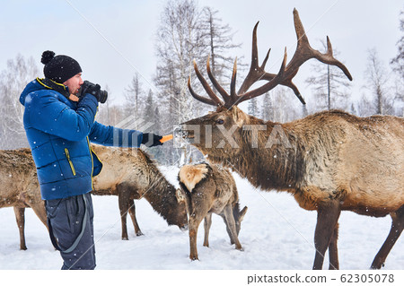 man wildlife photographer lures a deer with a man wildlife photographer lures a deer with a 62305078