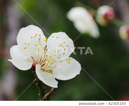 Plum blossoms 62305103