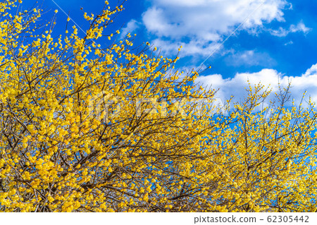 Roubai flower Roubai no Sato Full moon species Semi-backlit [Gunma] 62305442