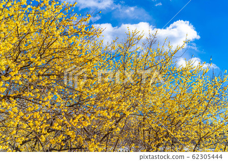 柔白花柔白之佐藤滿月種半背光[群馬縣] 62305444