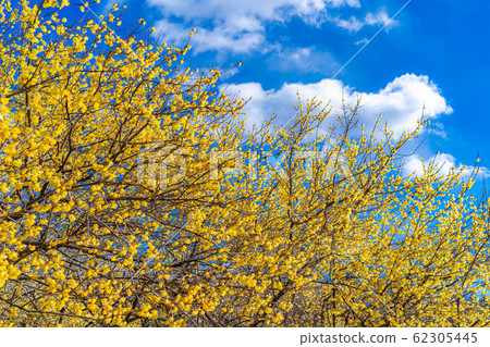 柔白花柔白之佐藤滿月種半背光[群馬縣] 62305445