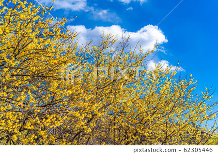 Roubai flower Roubai no Sato Full moon species Semi-backlit [Gunma] 62305446