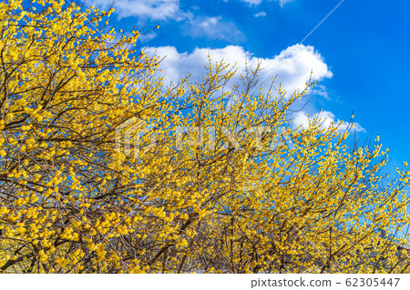 柔白花柔白之佐藤滿月種半背光[群馬縣] 62305447