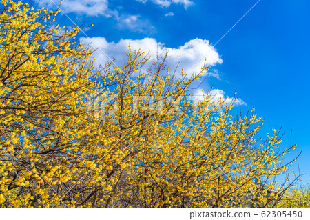 柔白花柔白之佐藤滿月種半背光[群馬縣] 62305450