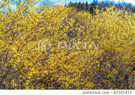 柔白花柔白之佐藤滿月種半背光[群馬縣] 62305451