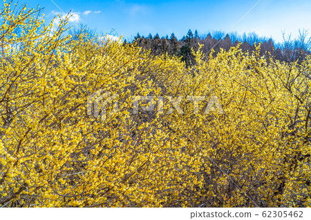 Roubai flower Roubai no Sato Full moon species Semi-backlit [Gunma] 62305462