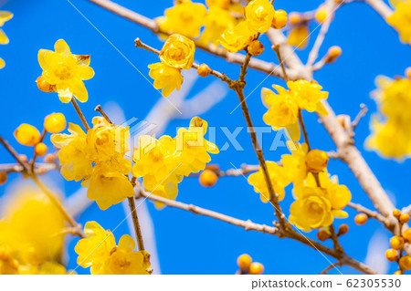 Roubai flower Roubai no Sato Full moon species Sunshine [Gunma Prefecture] 62305530