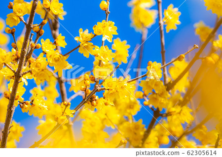 Roubai flower Roubai no Sato Full moon species Sunshine [Gunma Prefecture] 62305614