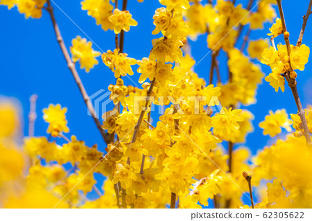 Roubai flower Roubai no Sato Full moon species Sunshine [Gunma Prefecture] 62305622