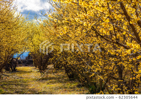 Roubai flower Roubai no Sato Full moon species Semi-backlit [Gunma] 62305644
