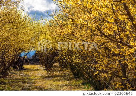 Roubai flower Roubai no Sato Full moon species Semi-backlit [Gunma] 62305645