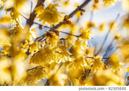 Roubai's flower, Roubai no Sato, core seed, backlit [Gunma Prefecture] 62305688