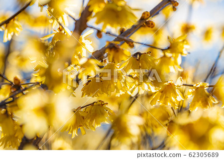Roubai's flower, Roubai no Sato, core seed, backlit [Gunma Prefecture] 62305689