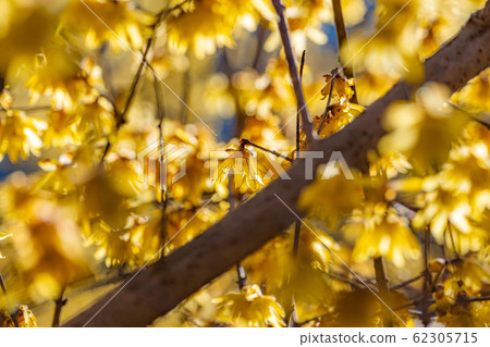 Roubai's flower, Roubai no Sato, core seed, backlit [Gunma Prefecture] 62305715