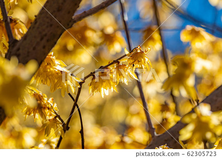 柔白的花朵，柔白的佐藤，核心種子，背光[群馬縣] 62305723