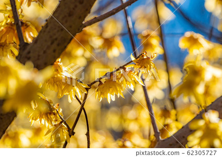 Roubai's flower, Roubai no Sato, core seed, backlit [Gunma Prefecture] 62305727