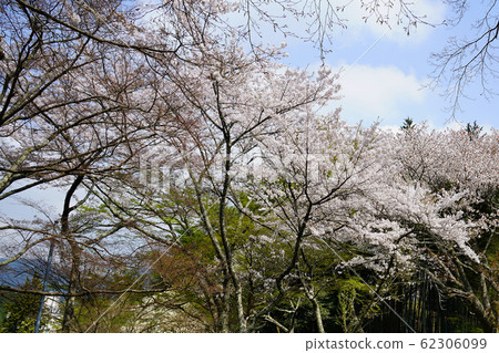Setsuyama Shrine Sakura Nara Prefecture Setsuyama Shrine Sakura Nara Prefecture 62306099