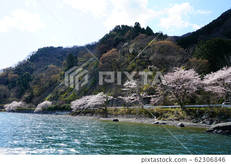 大津海津櫻花琵琶湖 62306846