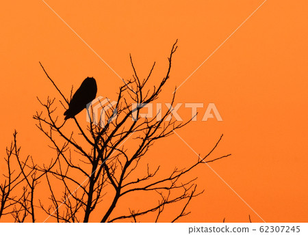 特固沼的野生鳥類 62307245