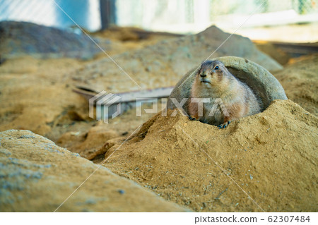 草原土撥鼠 62307484