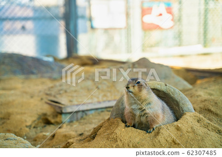草原土撥鼠 62307485