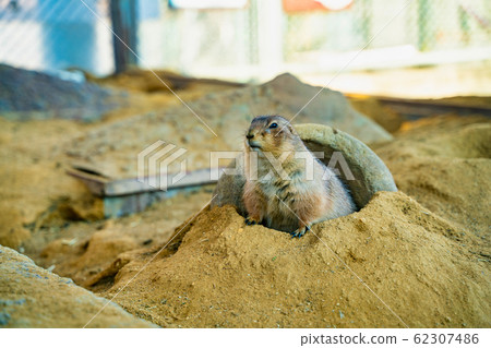 草原土撥鼠 62307486