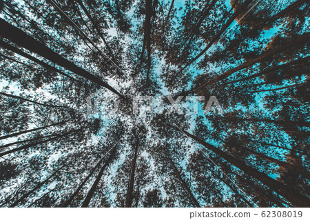 Pinus mugo - It is also known as creeping pine, 62308019