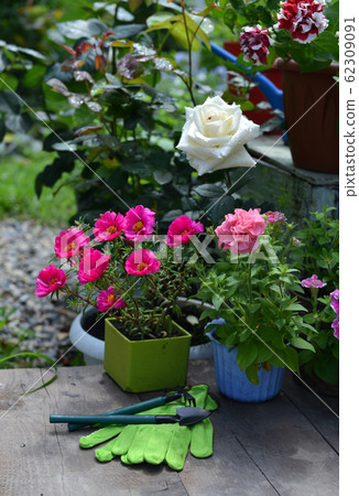 Pink purslane flower, white rose and petuni in pots with working gloves and tools. Pink purslane flower, white rose and petuni in pots with working gloves and tools. 62309091