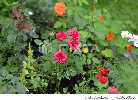 Pink ranunculus flower and orange rose growing in flowerbed in the garden. Vintage botanical background with plants, home hobby still life with gardening objects and nature outdoor. Pink ranunculus flower and orange rose growing in flowerbed in the garden. Vintage botanical background with plants, home hobby still life with gardening objects and nature outdoor. 62309099
