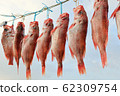 Drying Fish 62309754