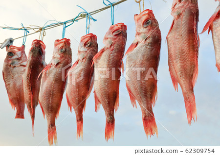 乾魚 乾魚 62309754