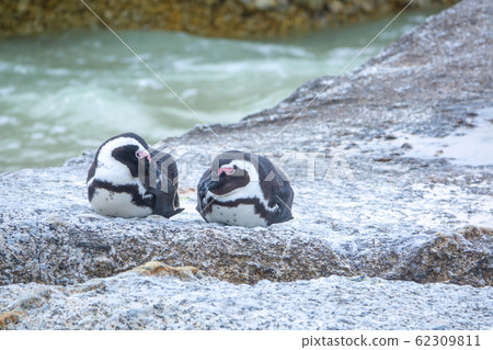 South Africa Penguins in the Boulders Beach Nature 62309811