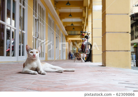 The cat is in Bangkok 62309866