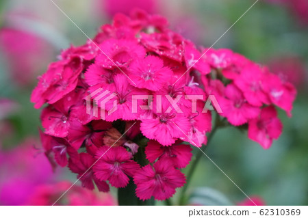 Close up on pink verbena hybrida blooming. Flowers bush in garden 62310369