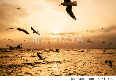 Flock of Seagull birds flying over peaceful sea at dramatic sunset Flock of Seagull birds flying over peaceful sea at dramatic sunset 62310370