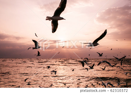 Flock of Seagull birds flying over peaceful sea at dramatic sunset Flock of Seagull birds flying over peaceful sea at dramatic sunset 62310372