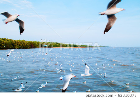 Flock of Seagull birds flying over peaceful sea in evening 62310375