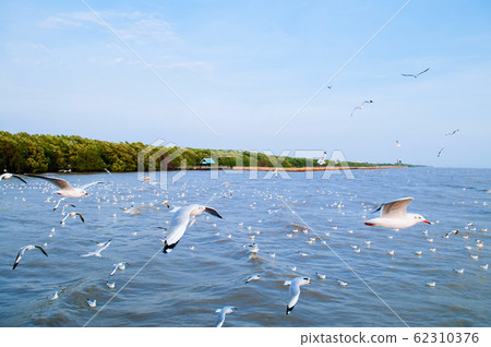 Flock of Seagull birds flying over peaceful sea in evening 62310376