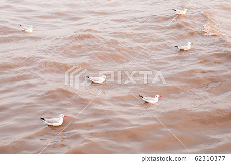 Flock of Seagull birds floating on sea surface in evening Flock of Seagull birds floating on sea surface in evening 62310377