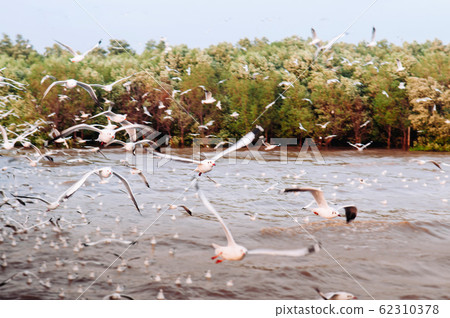Flock of Seagull birds flying over peaceful sea in evening 62310378
