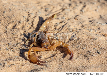 Scorpions walking in sand Botswana, Africa 62310405