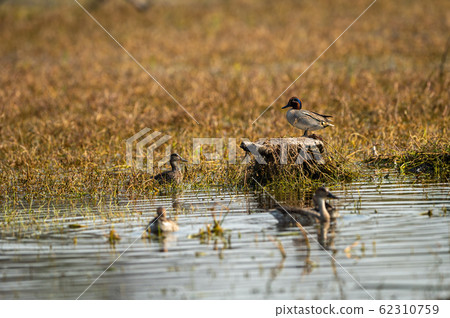 Eurasian teal or common teal or Eurasian green winged tealbird at keoladeo national park, bharatpur, india Eurasian teal or common teal or Eurasian green winged tealbird at keoladeo national park, bharatpur, india 62310759
